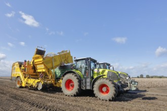 Agricultural harvesting of potatoes with ROPA Keiler 2 potato harvester in front of Claas Axion 830