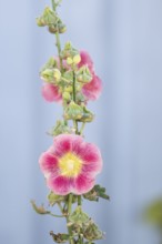 Close-up of a pink-yellow hollyhock (Alcea rosea) against a grey-blue background, Fjällbacka,