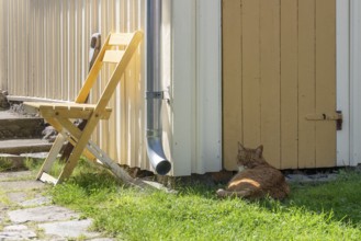 Yellow chair in front of a yellow and white shed with a cat lying in front of it, Fjällbacka,