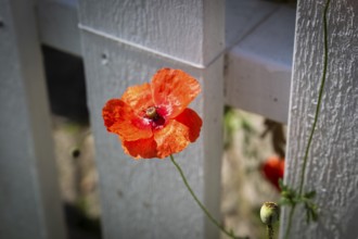 Red poppy blossom in front of a white fence, Fjällbacka, Bohuslän, West Sweden, Sweden