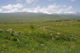 Green landscape with snow-capped mountains in the background and a winding path in the foreground,