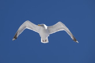 Seagull with spread wings in flight in front of a blue sky, Warnemünde, Rostock,