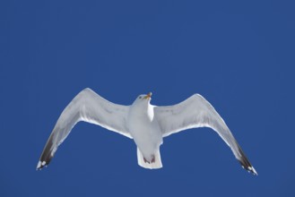 Seagull with spread wings in flight in front of a blue sky, Warnemünde, Rostock,