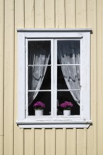 Light yellow wooden house with white window, white curtains and two flower pots, Fjällbacka,