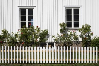 White house with rose bushes behind a white fence, Fjällbacka, Bohuslän, West Sweden, Sweden