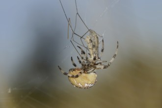 Four-spotted cross spider (Araneus quadratus), female with prey in web, North Rhine-Westphalia,