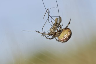 Four-spotted cross spider (Araneus quadratus), female with prey in web, North Rhine-Westphalia,