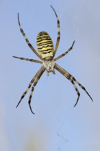 Wasp spider (Argiope bruennichi), female in web, North Rhine-Westphalia, Germany