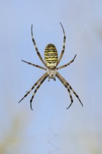 Wasp spider (Argiope bruennichi), female in web, North Rhine-Westphalia, Germany