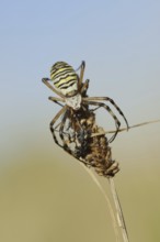 Wasp spider (Argiope bruennichi), female with prey, North Rhine-Westphalia, Germany