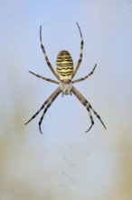 Wasp spider (Argiope bruennichi), female in web, North Rhine-Westphalia, Germany