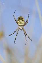 Wasp spider (Argiope bruennichi), female in web, North Rhine-Westphalia, Germany