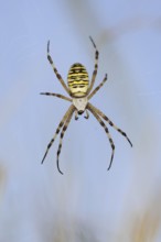 Wasp spider (Argiope bruennichi), female in web, North Rhine-Westphalia, Germany