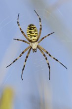 Wasp spider (Argiope bruennichi), female in web, North Rhine-Westphalia, Germany