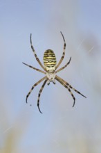 Wasp spider (Argiope bruennichi), female in web, North Rhine-Westphalia, Germany