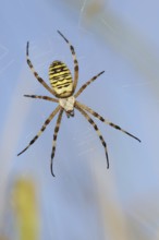 Wasp spider (Argiope bruennichi), female in web, North Rhine-Westphalia, Germany