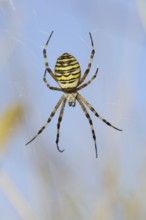 Wasp spider (Argiope bruennichi), female in web, North Rhine-Westphalia, Germany