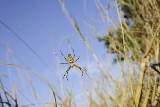 Wasp spider (Argiope bruennichi), female in web, North Rhine-Westphalia, Germany