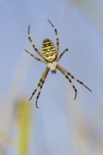 Wasp spider (Argiope bruennichi), female in web, North Rhine-Westphalia, Germany