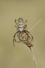 Wasp spider (Argiope bruennichi), female with prey, North Rhine-Westphalia, Germany
