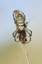 Wasp spider (Argiope bruennichi), female with prey, North Rhine-Westphalia, Germany