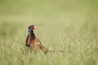 Hunting pheasant (Phasianus colchicus), cock standing in a meadow, North Rhine-Westphalia, Germany