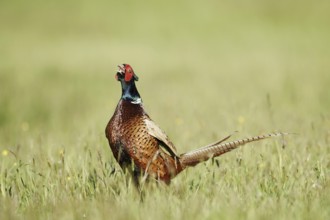 Hunting pheasant (Phasianus colchicus), cock stands calling in a meadow, North Rhine-Westphalia,