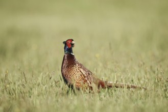 Hunting pheasant (Phasianus colchicus), cock standing in a meadow, North Rhine-Westphalia, Germany