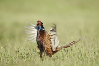 Hunting pheasant (Phasianus colchicus), cock mating in a meadow, North Rhine-Westphalia, Germany