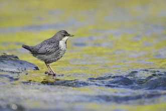 White-throated Dipper (Cinclus cinclus), young bird standing on a stone in the water, North