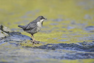 White-throated Dipper (Cinclus cinclus), young bird standing on a stone in the water, North