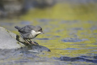White-throated Dipper (Cinclus cinclus), young bird standing on a stone in the water, North