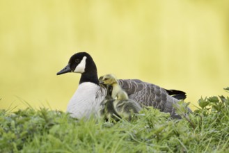 Canada goose (Branta canadensis) with chicks, North Rhine-Westphalia, Germany