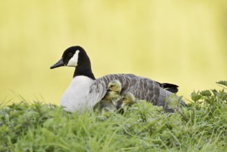 Canada goose (Branta canadensis) with chicks, North Rhine-Westphalia, Germany