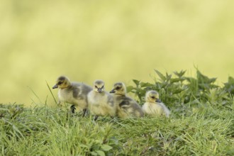 Canada goose (Branta canadensis), chick, North Rhine-Westphalia, Germany