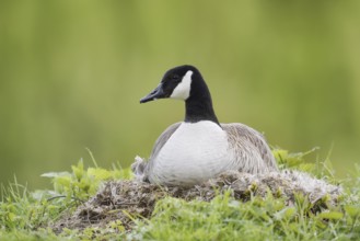 Canada goose (Branta canadensis) sitting brooding on the nest, North Rhine-Westphalia, Germany