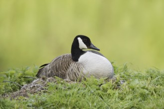 Canada goose (Branta canadensis) sitting brooding on the nest, North Rhine-Westphalia, Germany