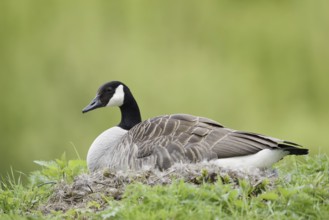 Canada goose (Branta canadensis) sitting brooding on the nest, North Rhine-Westphalia, Germany
