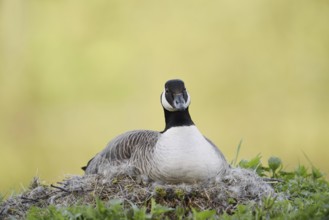 Canada goose (Branta canadensis) sitting brooding on the nest, North Rhine-Westphalia, Germany