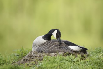 Canada goose (Branta canadensis) sitting brooding on the nest, North Rhine-Westphalia, Germany