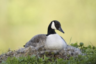 Canada goose (Branta canadensis) sitting brooding on the nest, North Rhine-Westphalia, Germany