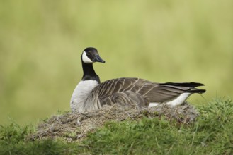 Canada goose (Branta canadensis) sitting brooding on the nest, North Rhine-Westphalia, Germany