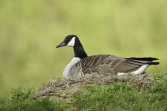 Canada goose (Branta canadensis) sitting brooding on the nest, North Rhine-Westphalia, Germany