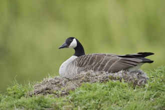 Canada goose (Branta canadensis) sitting brooding on the nest, North Rhine-Westphalia, Germany