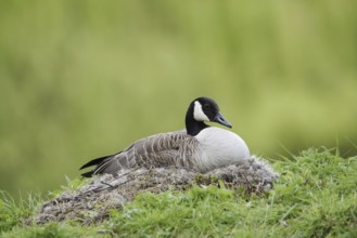 Canada goose (Branta canadensis) sitting brooding on the nest, North Rhine-Westphalia, Germany