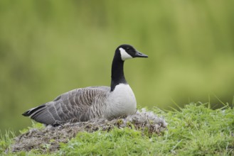Canada goose (Branta canadensis) sitting brooding on the nest, North Rhine-Westphalia, Germany