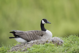 Canada goose (Branta canadensis) sitting brooding on the nest, North Rhine-Westphalia, Germany