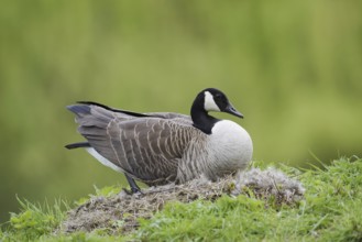 Canada goose (Branta canadensis) sitting brooding on the nest, North Rhine-Westphalia, Germany