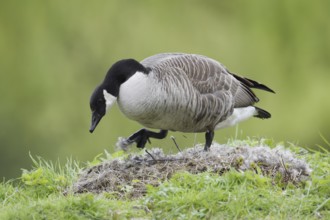 Canada goose (Branta canadensis) at the nest, North Rhine-Westphalia, Germany