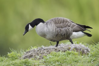 Canada goose (Branta canadensis) at the nest, North Rhine-Westphalia, Germany